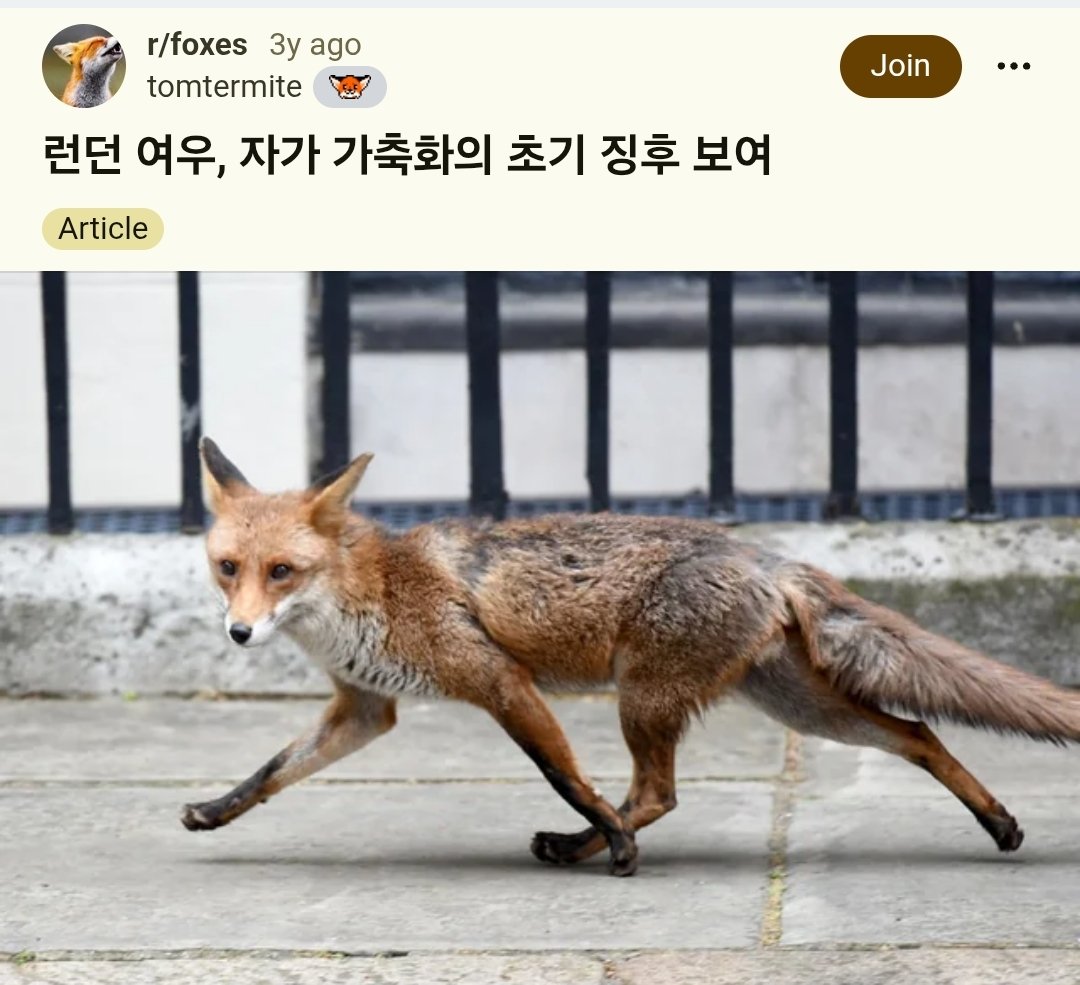 joethevirtuous's tweet image. 라쿤들의 주둥이가 짧아지고 있어서 가축화 초기 징후로 보인다는데
얘넨 왠지 길들여진 척 집안에 잠입해서 곳간 털어갈 것 같음.....도둑놈같은 것도 귀엽지만
검색해보니 여우들도 비슷한 사정.
라쿤이나 여우같은 &apos;어반 동물&apos;은 이젠 야생동물도 아니고, 좀 인간이 책임질 의무가 있다고 느껴진다.