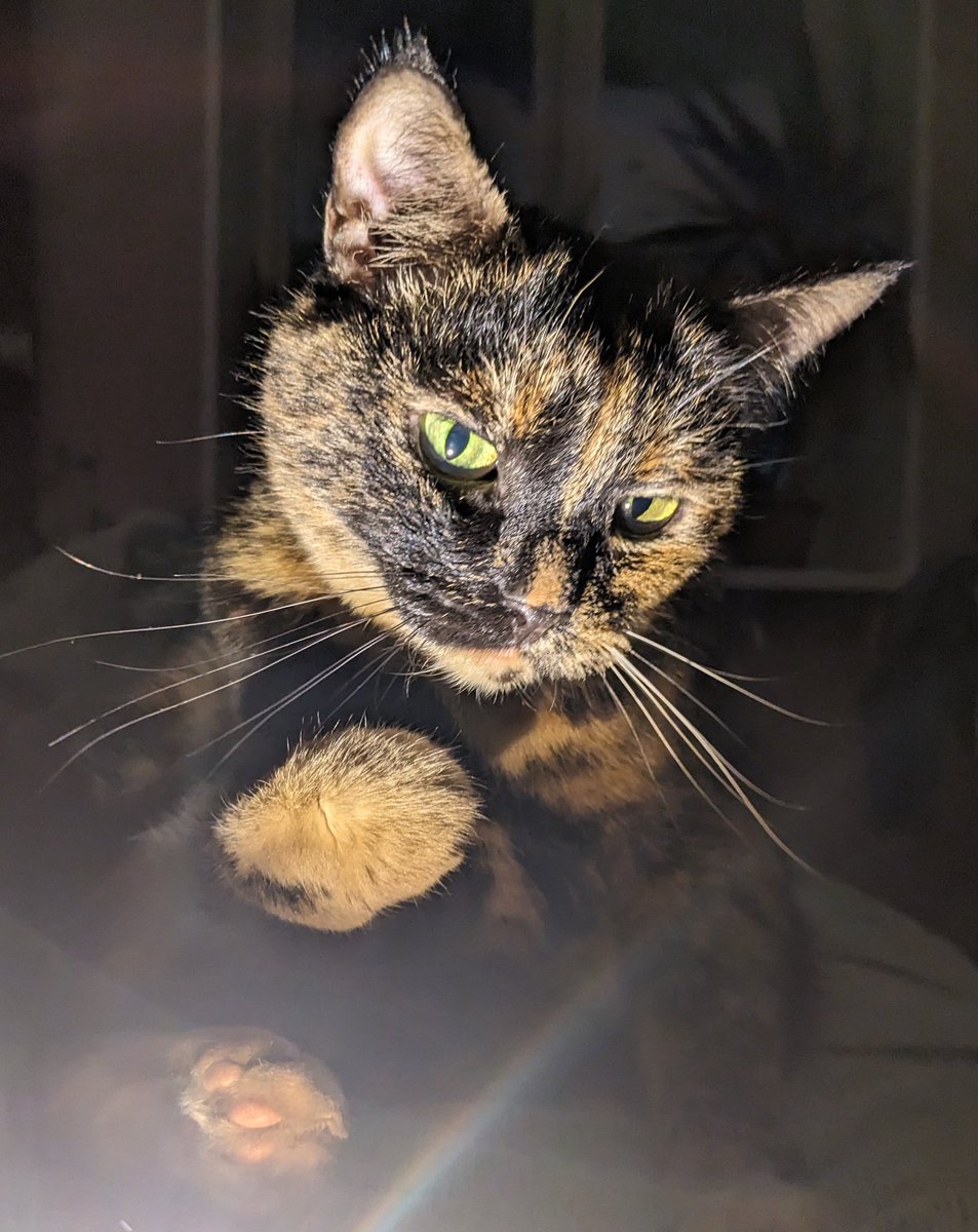 Кошочка с подсветкой.