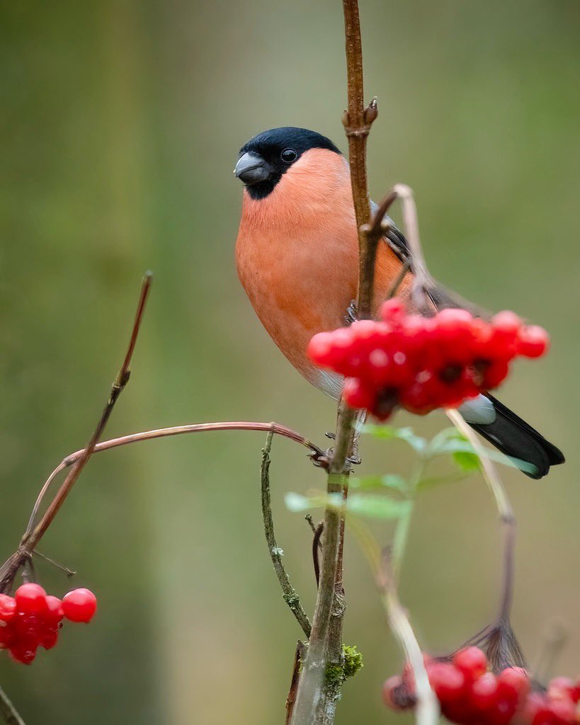 JLPhotos83's tweet image. Bullfinch &amp;amp; Berries

Taken on last week’s wildlife photography session in Lancashire with the Nikon D850. 

Still an amazing camera. 

@UKNikon @NikonUSA @Natures_Voice @BBCEarth  @WildlifeMag