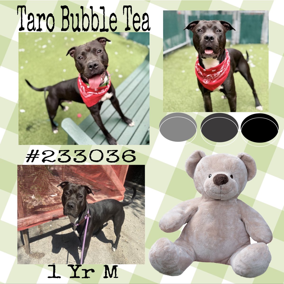 Quinnqueens's tweet image. 🧸 T͙A͙R͙O͙  B͙U͙B͙B͙L͙E͙  T͙E͙A͙ 🧸
#233036 #MACC 1 Yr M
A year old puppy love who enjoys his playtime. He has a heart murmur/no clinical disease. Needs 2 b only pet &amp;amp; all adult 🏡. Social with everyone &amp;amp; lover of treats #AdoptMe #Foster #Pledge4Rescue🤎
nycacc.app/browse/233036