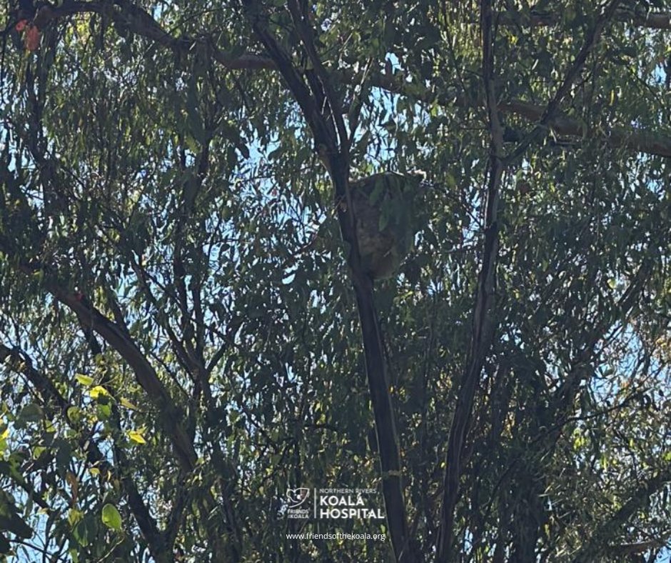 🐨 Remember Tara &amp; her joey Graham from 2023? After his barbed wire trauma, both were released safely. 🌿
Now Tara has a new joey… and a male joey decided he still needed a mum! What a mamma! 💚👏
#FriendsOfTheKoala #KoalaCare #KoalaMum