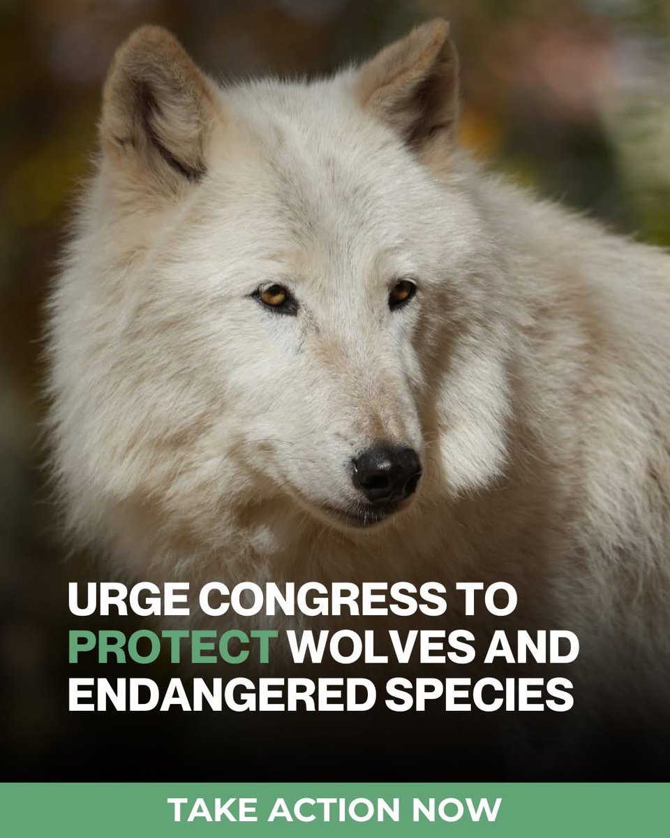 Movies_Wolves76's tweet image. #RelistWolves #DoNotDelist #ImportantPredators #SaveTheESA #ProtectCarnivores #SaveOurAnimals #Justice #WorldWildlife #BanTrapping #BanWhacking #BanTrophyHunting TeamWolf.org RelistWolves.org 🐺🌿