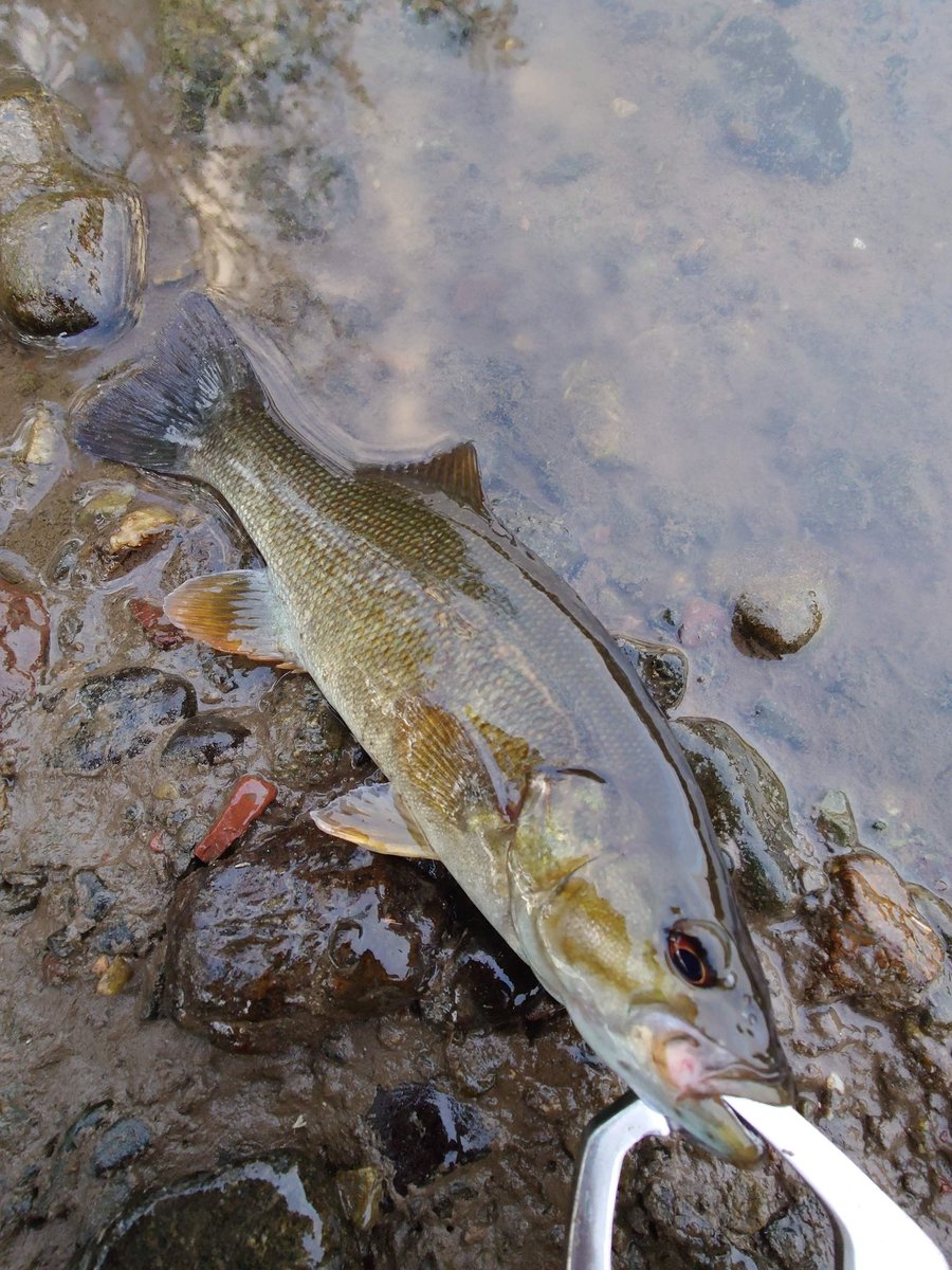 ftafyapm's tweet image. おはようございます☁🎣川遊び🐟魚は冬休みに入りました😊
#釣り好き
#自然好き