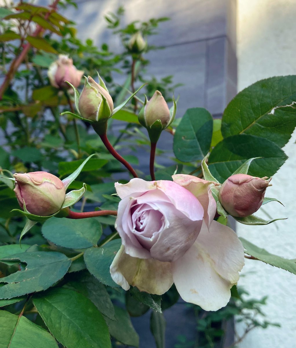 RoseHuskyDiamond (@agiIFulEBPHbVlq) / Posts / X