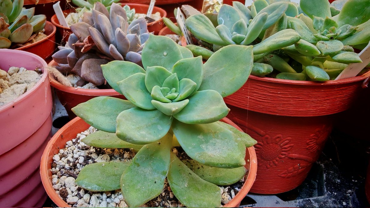 Quetzalcoatia superba verde.