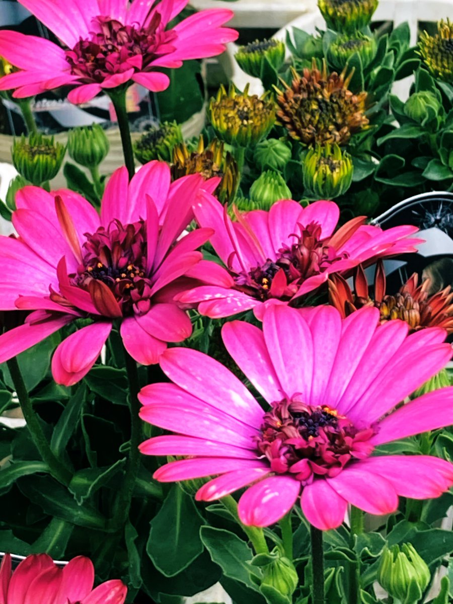 🍇 ゆゆまる ♋️ (@yuyumaru_718) / Posts / X