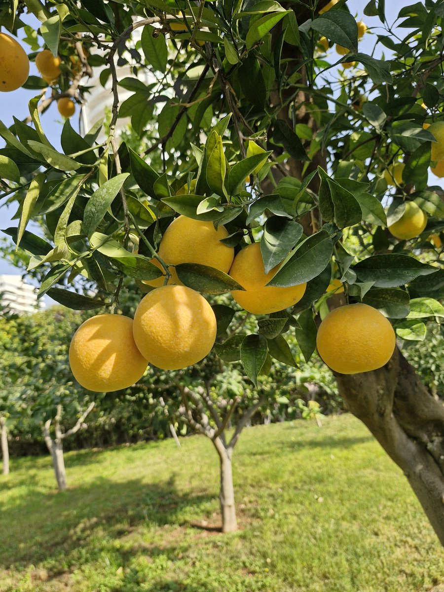 Kasım 2025 bahçemizde turunçgiller, Mersin.