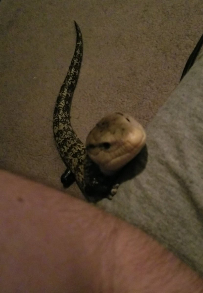 Austin Trujillo tweet media