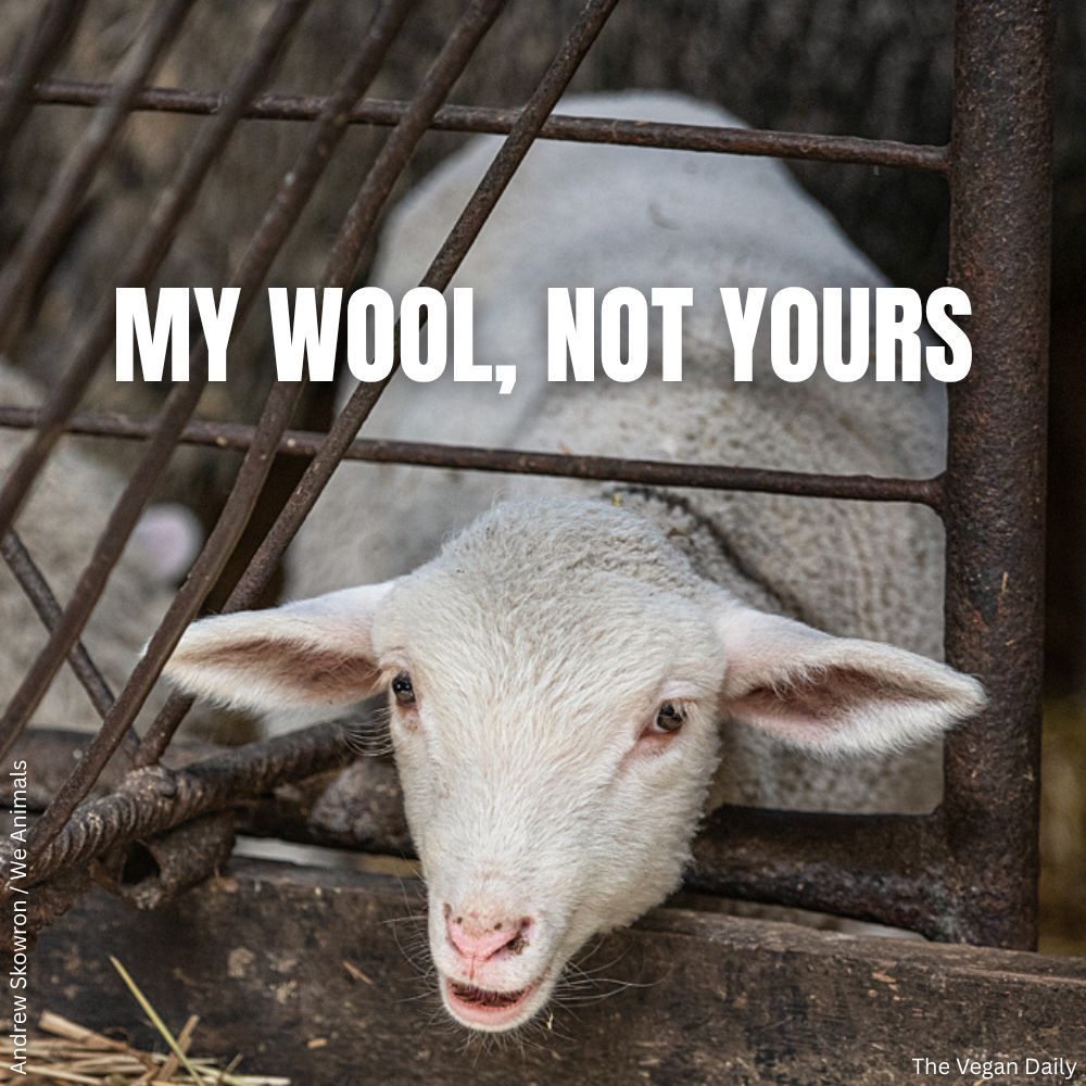 The_Vegan_Daily's tweet image. In the #wool industry, #sheep are restrained and often injured during shearing, a traumatic experience that causes immense stress. 😢🐑

Say NO to this cruel industry by wearing #vegan. 🙅‍♂️