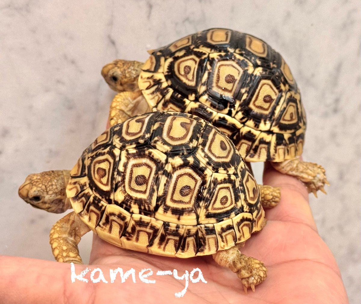 ぶりくら市でのヒョウモンガメ販売は