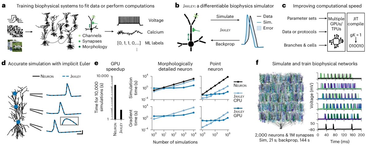 Dr_Alex_Crimi's tweet image. Behold Jaxley: differentiable simulator for biophysical neuron models, written in the Python library #JAX, because we needed something more than #tensorflow. 
Imagine a sweet RNN models with Hodgkin–Huxley-type neurons 🧠
nature.com/articles/s4159…
#neuroAI