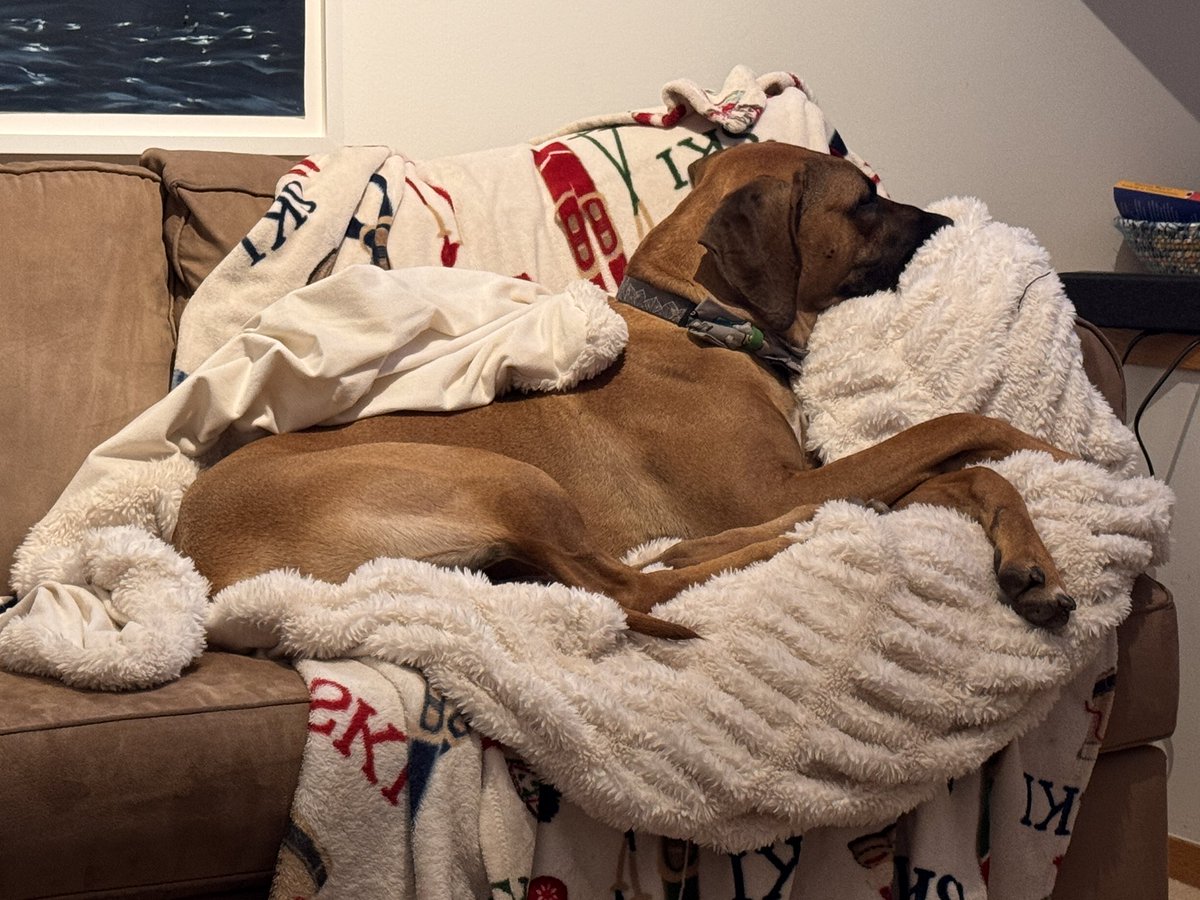 JasonSynaptic's tweet image. Our boy Leo has been sick the past week and stopped eating. A bad sign for a year old active pup. Turns out it’s some sort of aggressive cancer that’s spread 😢. Still waiting for more info but not looking good 💔