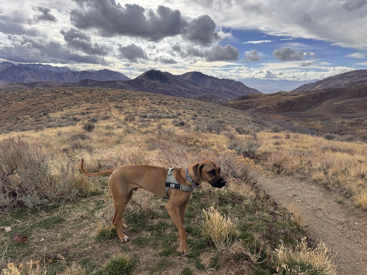 JasonSynaptic's tweet image. Our boy Leo has been sick the past week and stopped eating. A bad sign for a year old active pup. Turns out it’s some sort of aggressive cancer that’s spread 😢. Still waiting for more info but not looking good 💔