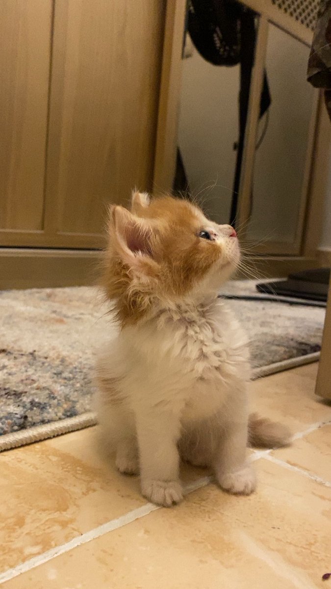 تونه الزتونه