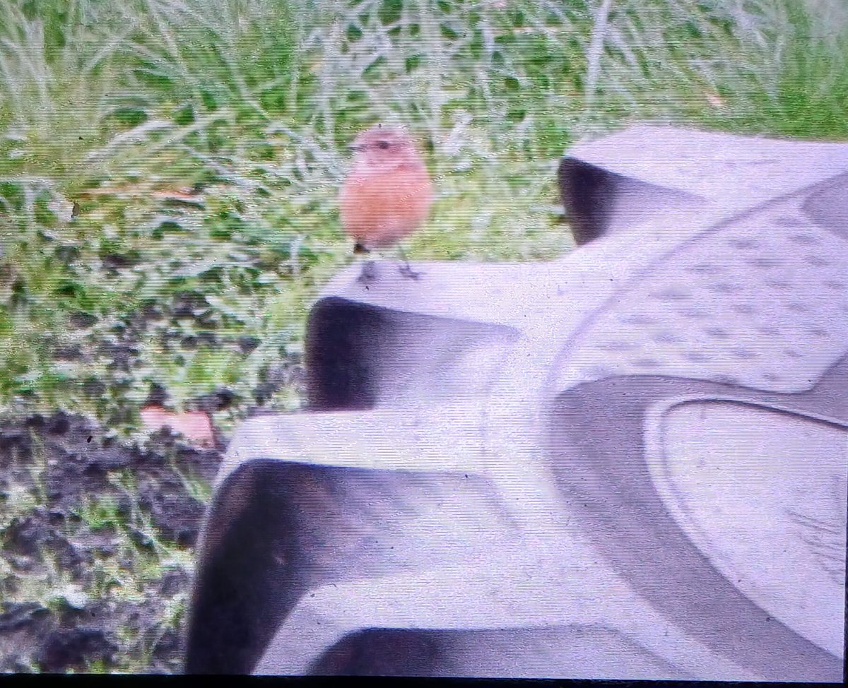 Good year for stonechat around st helens this year, nice confiding one on a tractor tyre on dairy farm rd rainford today
