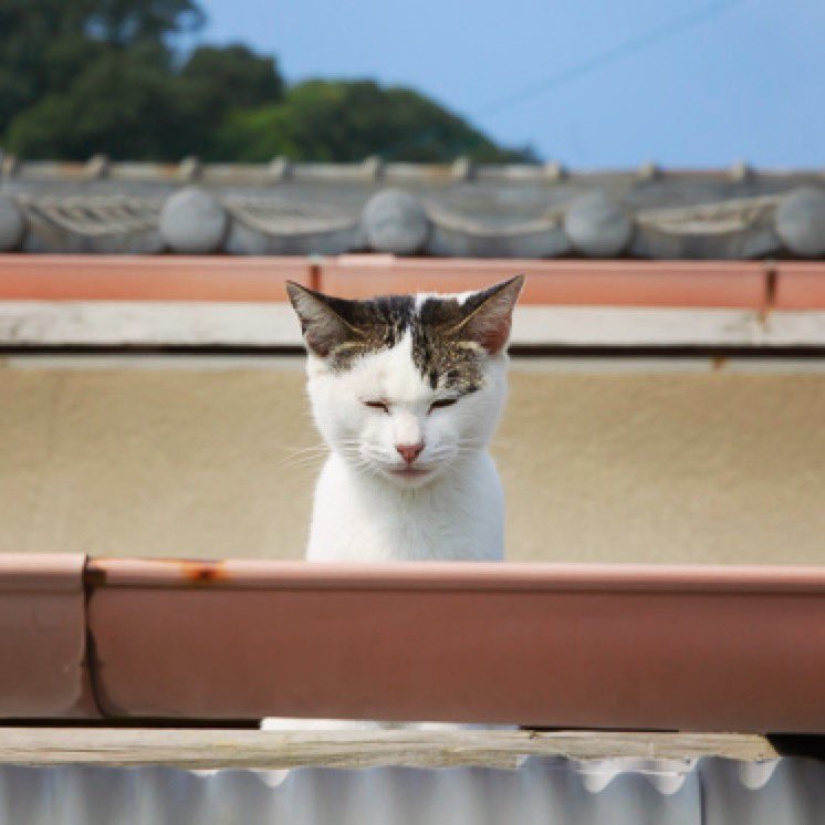 北千住マルイ4階の飛び猫商店は明日から北千住マルイ5階に移転するため