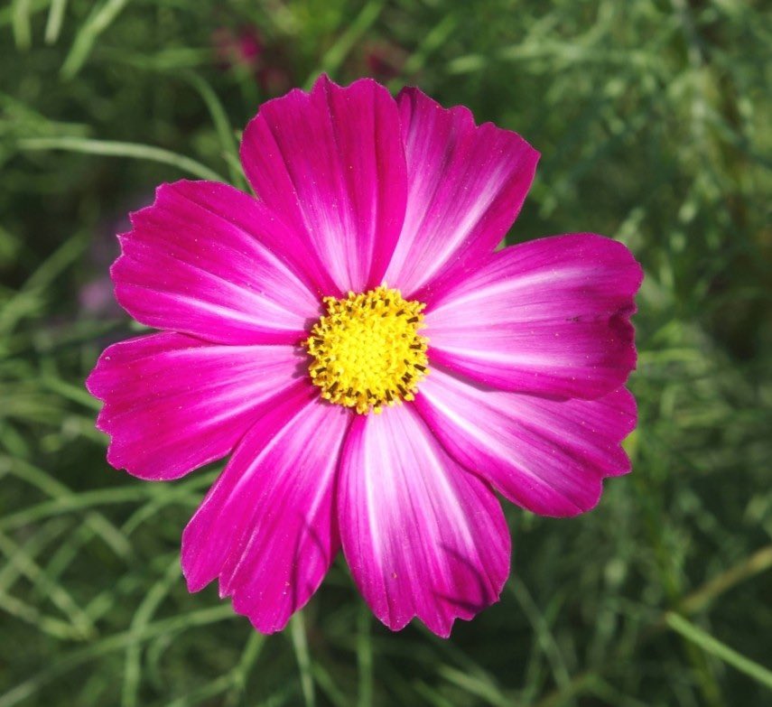 ピンク🩷の秋桜を真上から撮りました😊😊😊可愛いお花ですね😊😊😊