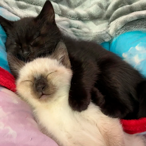 That's crazy.

I found kittens on Reddit that haven't been named yet, and a very popular option in the replies is Salt &amp; Pepper.

S&amp;P

Endless potential.
Let's run it. 

Original reddit post- reddit.com/r/NameMyCat/co…