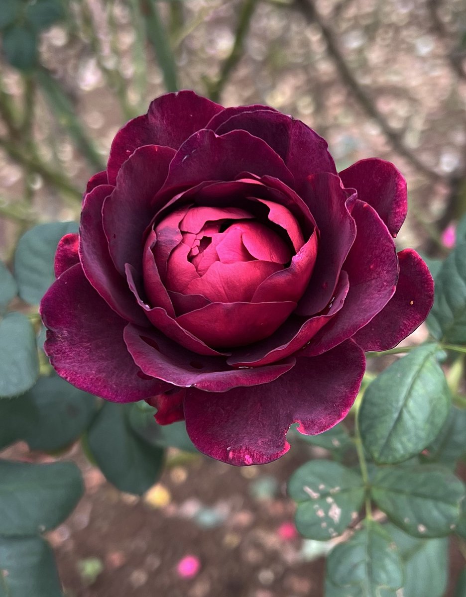 皆さん おはようございます😃"
🇩🇪2001年作出 赤紫の強香品種
🥀アストリット グレーフィン フォン 
ハルデンベルク...名前長すぎ😅