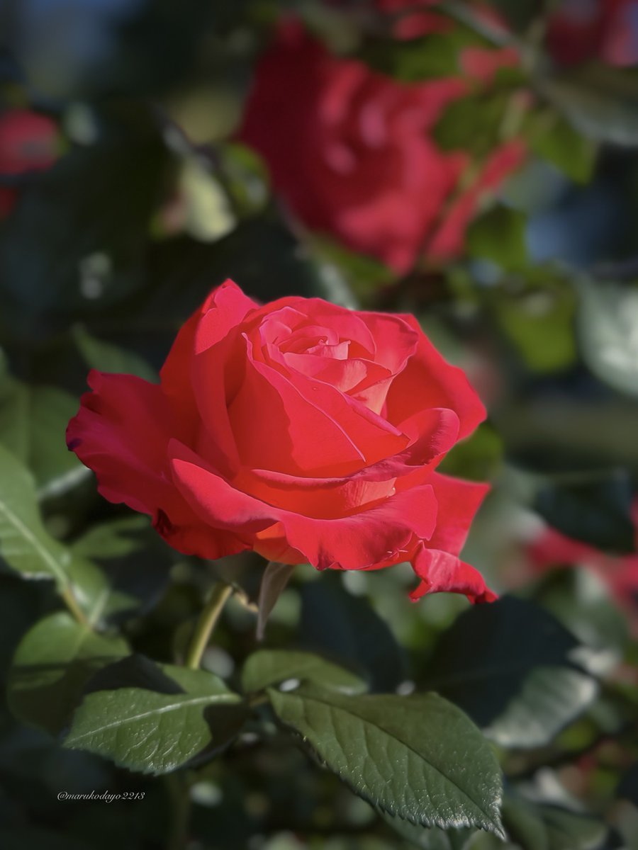 ⋆｡˚✩

おはよう𓂃܀𓇬

昨日👘📸で出会った
7歳の女の子とお父様のお二人

1歳の時に母を亡くしたわたしと
良く似た時間を過ごされていて
少し感傷的になってしまった🥲

わたしが撮ったお二人の写真が
彼女の宝物になる日が来ればいいな…

𖤣𖥧𖥣𓂃𖧧˖ 

📸 かがやき🇯🇵

#TLを花でいっぱいにしよう