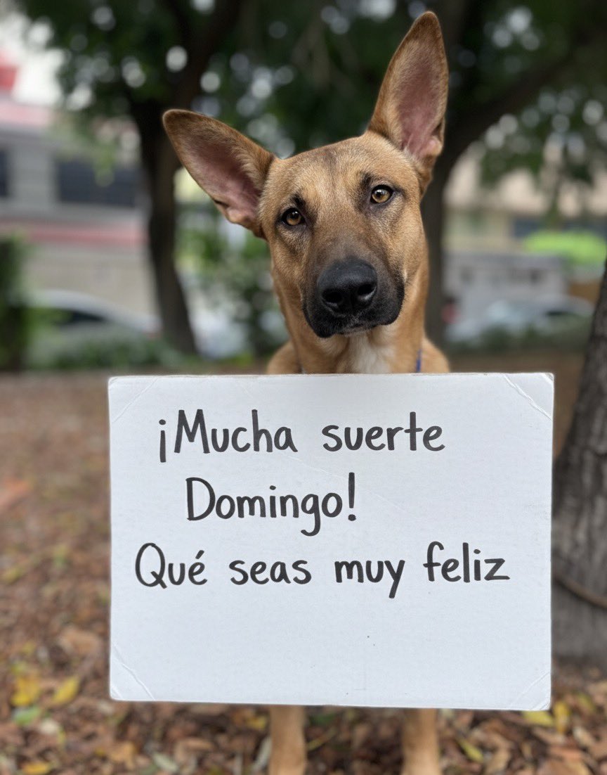 HELA_MORE's tweet image. Domingo ya va rumbo a su prueba de adopción. 🤍

Canelo, su mejor amigo desde que eran unos cachorritos, lo vio partir con el corazón lleno de alegría. Después de dos años esperando juntos, por fin uno de ellos está a punto de cumplir su sueño: tener un hogar donde ser amado.…