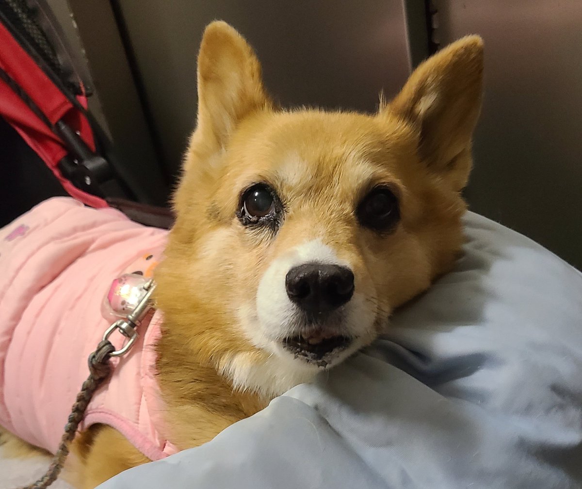 チロルチョコっくまころも(´・∀・`) (@0426chroru) / Posts / X