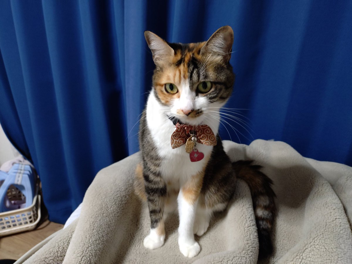 アンジュ４歳誕生日おめでとう😻

これからもずっと一緒にいようね