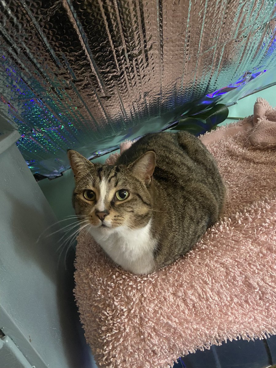 bean_and_chaton's tweet image. baby bean’s birthday week!! she is 6 years old!!!