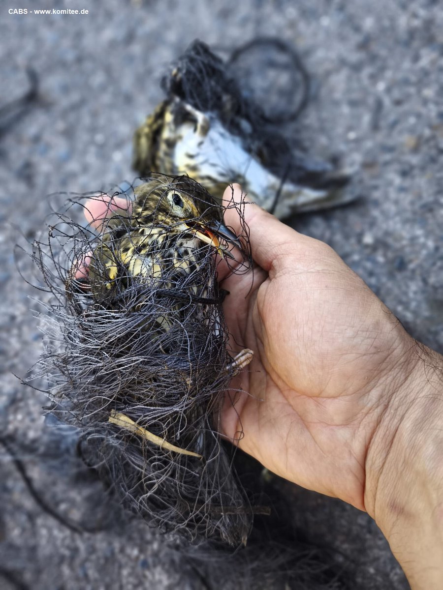 Committee Against Bird Slaughter (CABS) tweet media