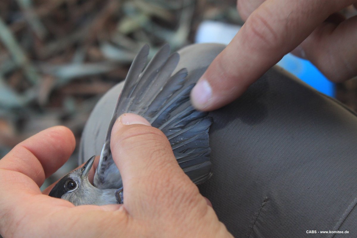 Committee Against Bird Slaughter (CABS) tweet media