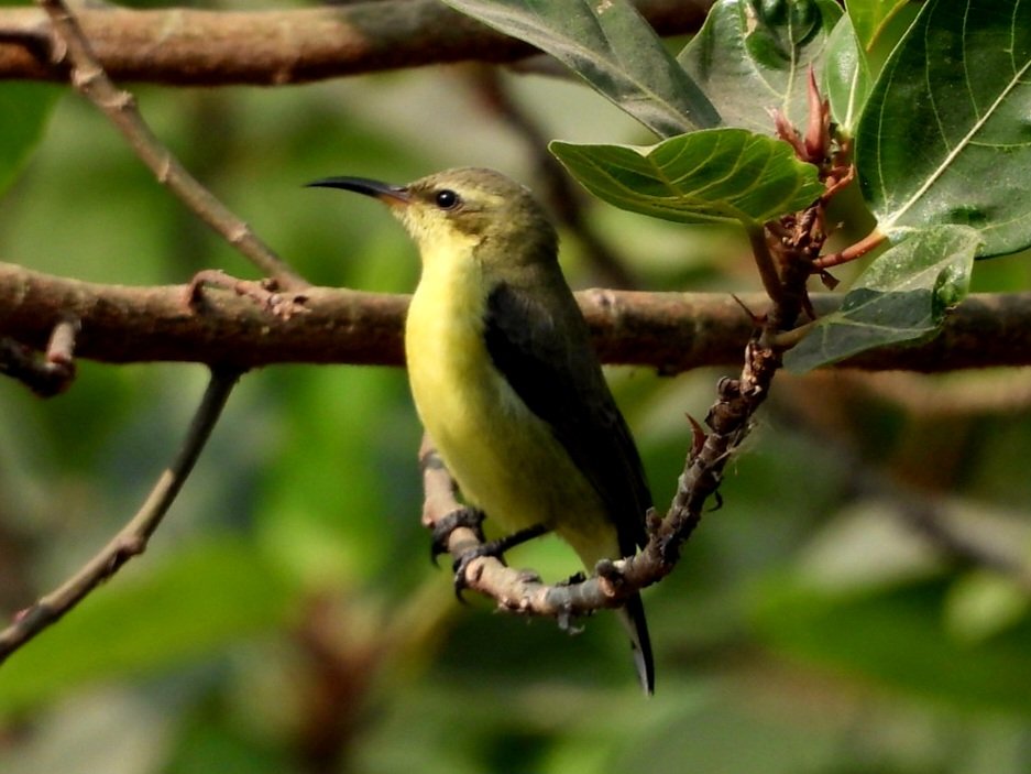 anuradhamathur's tweet image. Purple sunbird! #sundayvibes #IndiAves #ThePhotoHour #wildlifephotography #birds #birdwatching #birding #NaturePhotography  #BBCWildlifePOTD #TwitterNatureCommunity