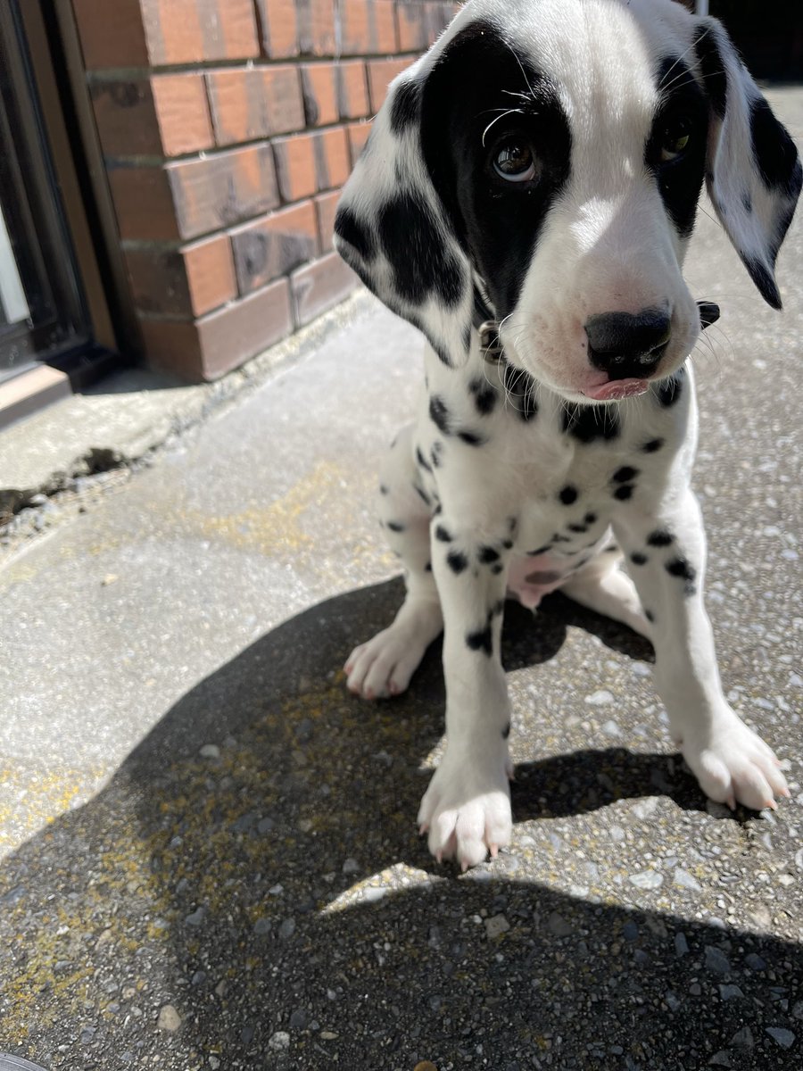 DougGambles's tweet image. I will give $500 in crypto to whoever names my new puppy, post in comments.