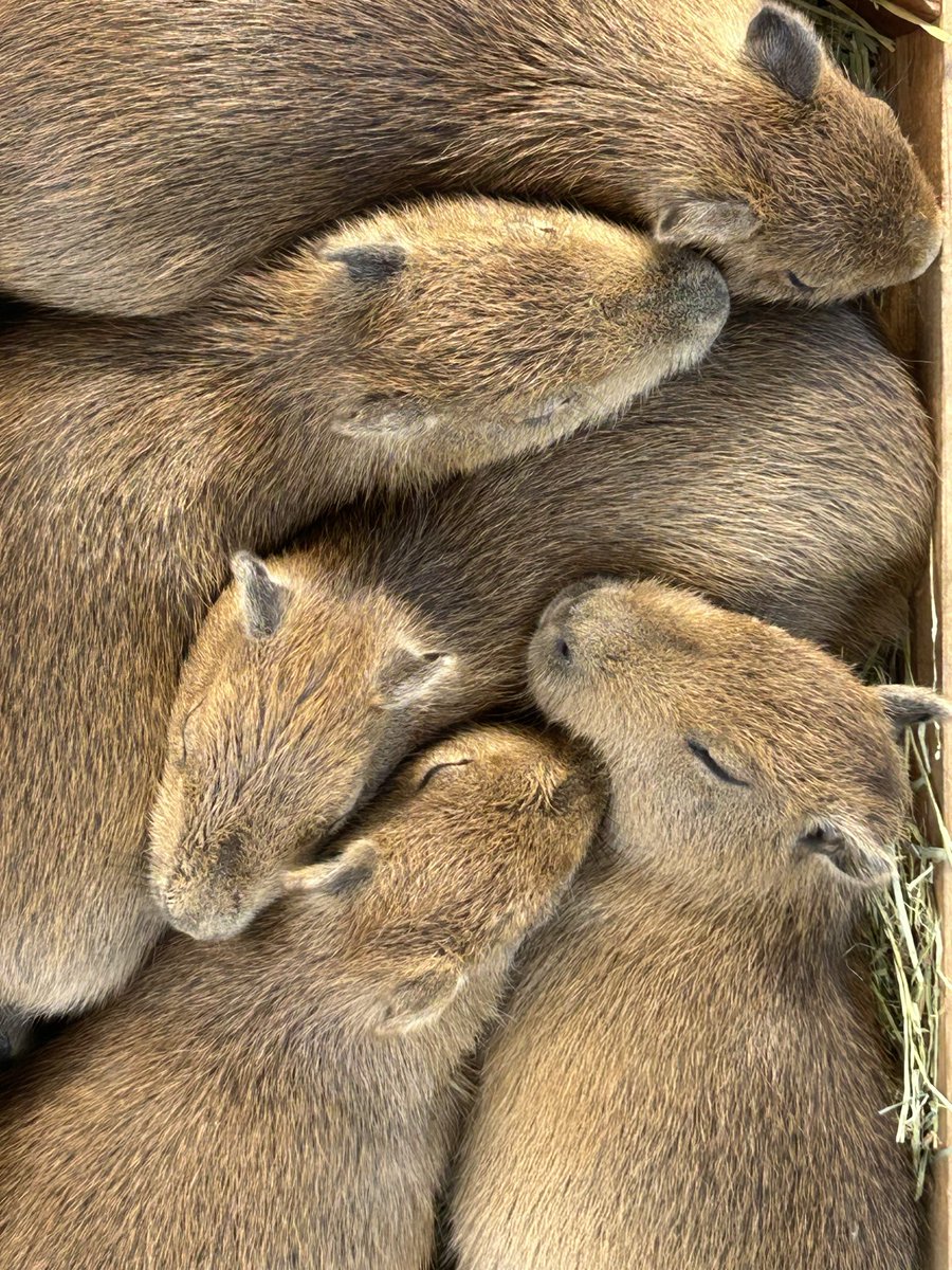 カピバラ子　1002 JOKER 1 GT PE 