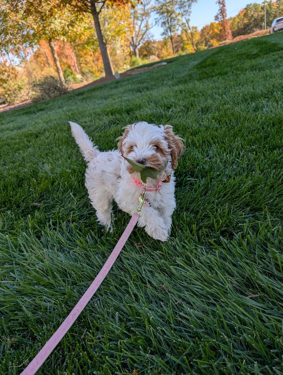 Vader's Order tweet media