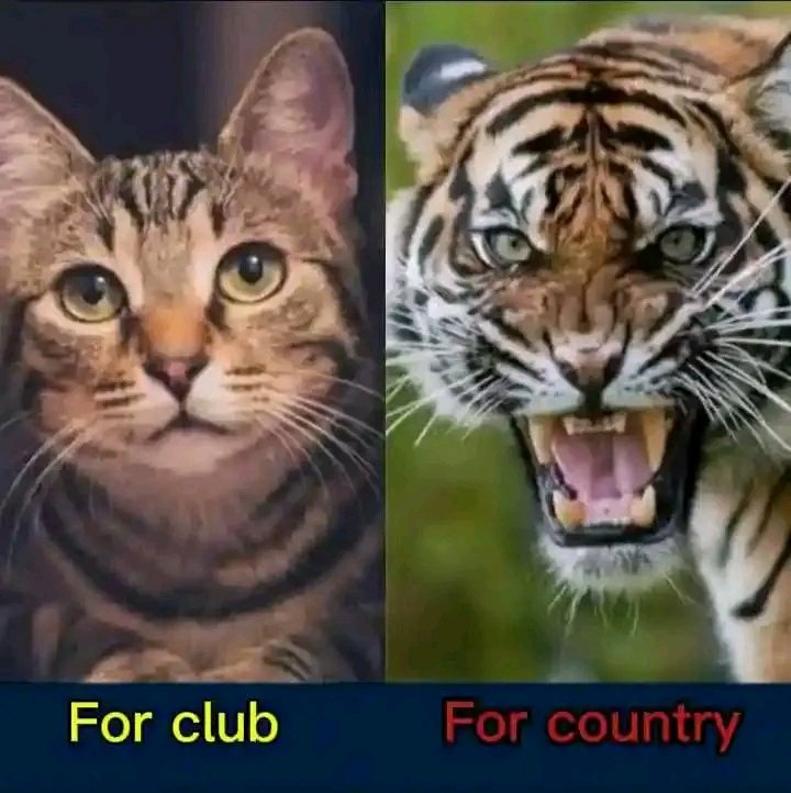 EVERYTHING ODEGAARD 🇧🇻 tweet media