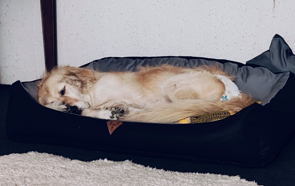 MMikrosko's tweet image. #spam
Moja dziewczynka dostała przeciwbólowe i chrapie😴
#Retriever #photo #Dog