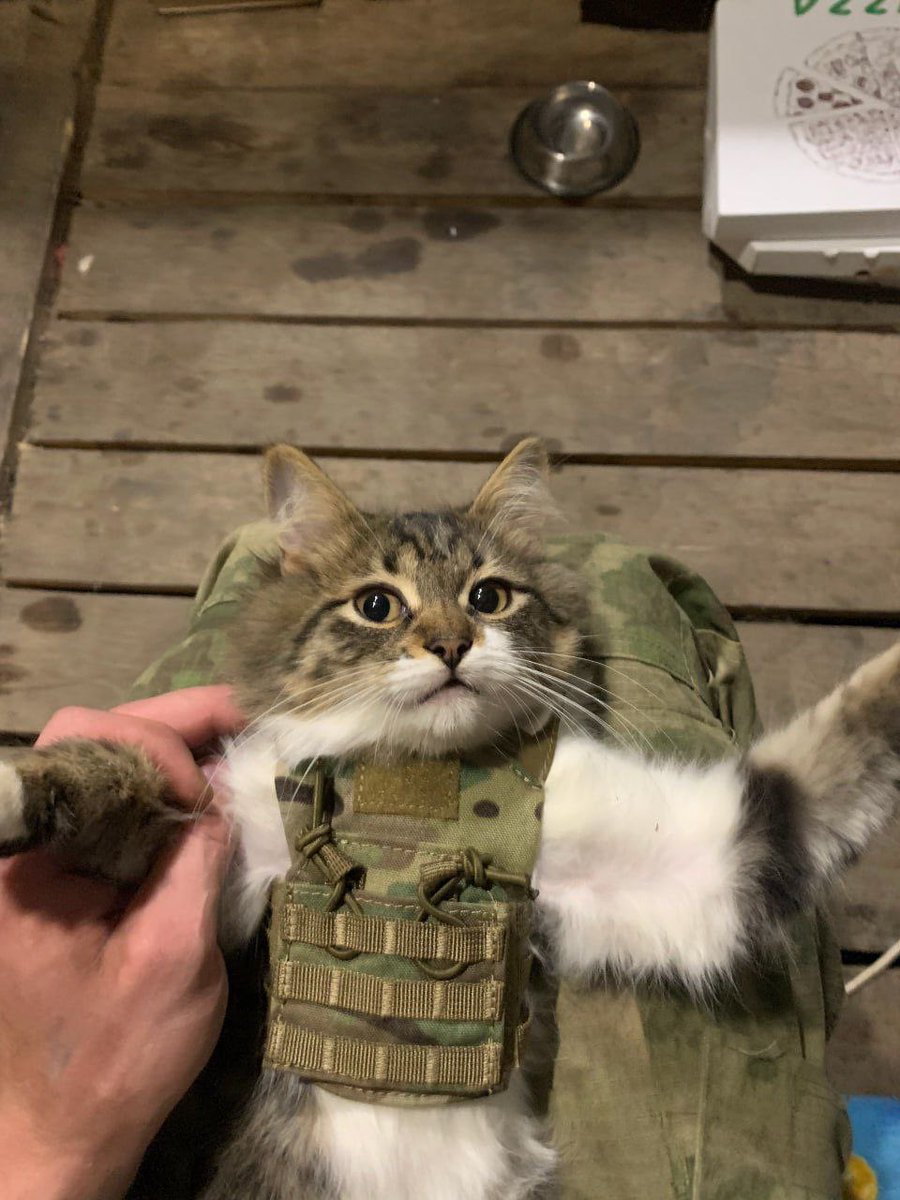 commanderandrei's tweet image. 