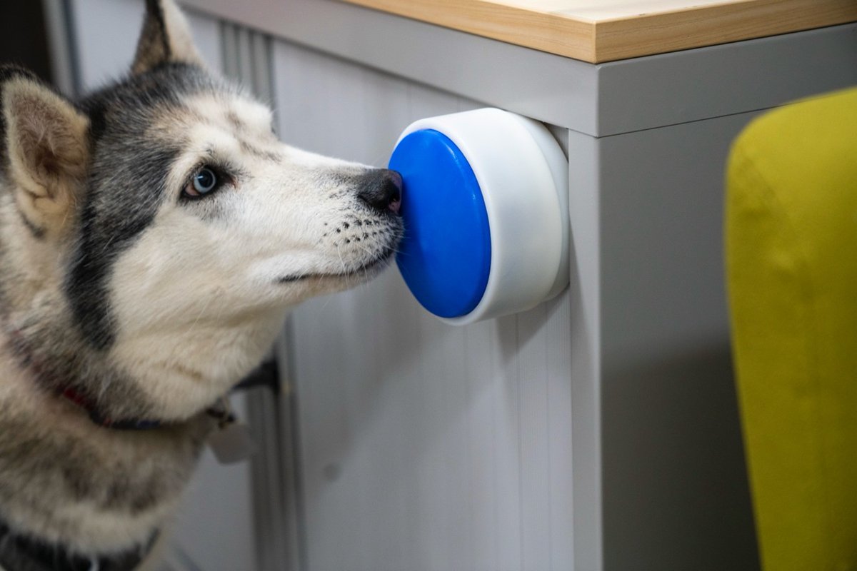 OU_STEM's tweet image. The OU’s Animal-Computer Interaction Lab, led by Prof Clara Mancini, has created the Dogosophy Button. Initially for assistance dogs, it lets dogs switch on lights, fans, or kettles—and is now available for all dogs.

🔗 open.ac.uk/blogs/news/sci…
 
#STEM #AssistiveTech