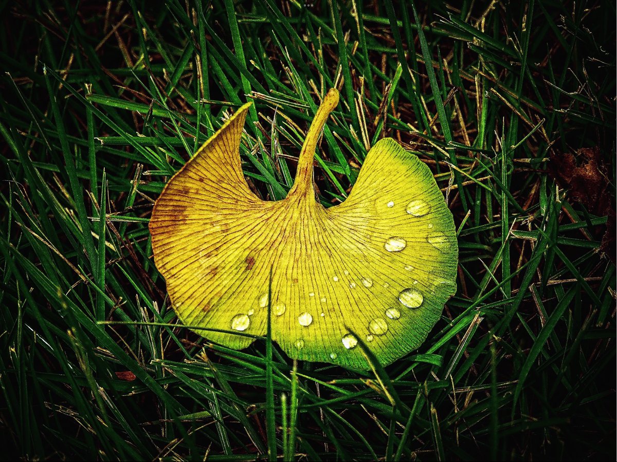 Daniel C. Potts, MD, FAAN tweet media