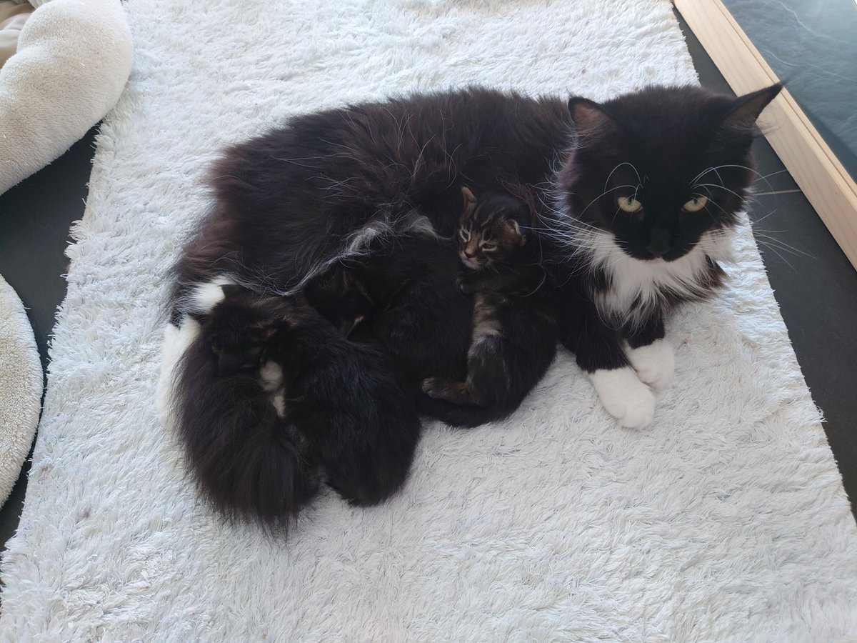 mainecoon_ch's tweet photo. 🩷 Etana 🩷 und die Babys wünschen euch allen einen schönen Abend 🐾😻😍 https://t.co/YtVqingXb3