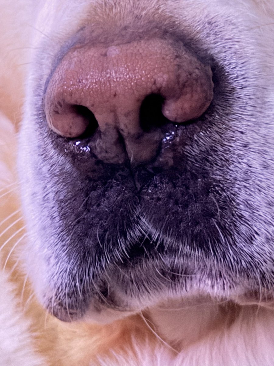 CaptaintheLabr1's tweet photo. Extreme close-up of Captain realising he carries this entire household on his furry shoulders.
Food critic. Emotional support Labrador. Local celebrity.
Bookham, you’re welcome. 🐾✨
#CaptainTheLabrador #DramaKing #BookhamLegend #DogTwitter https://t.co/BZrLCr3Ehy