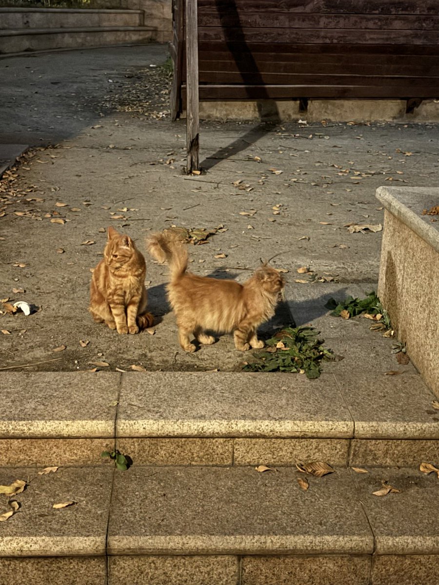 stdatsox's tweet image. 부드러움이 형태를 가졌다면, 아마도 이런 모습일 것이다.