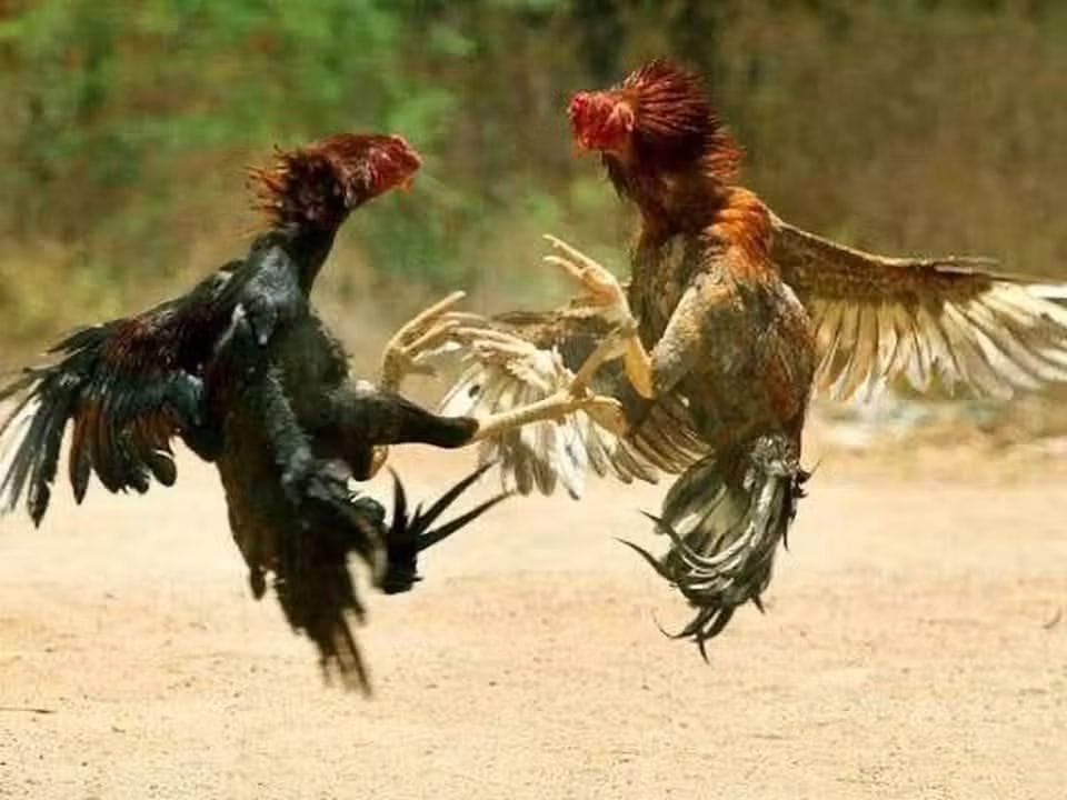 informatve's tweet image. پنجاب حکومت کا بڑا فیصلہ، مرغوں کی لڑائی کروانے والوں کو 15 سال قید کی سزا کا اعلان* 
جانوروں پر ظلم اب نہیں چلے گا یہ فیصلہ جانوروں کے حقوق کے تحفظ کی سمت ایک مثبت قدم ہے۔