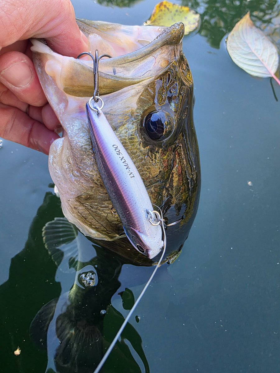“When the leaves start falling and the water starts cooling down the fall feed bag is on. Great time of year to get the lipless baits and jerkbaits back out! This bass came out of deeper water while fishing a LV 500.”-Railin' 10's Guide Service #LV500 #MSMJHerring #LuckyCraft