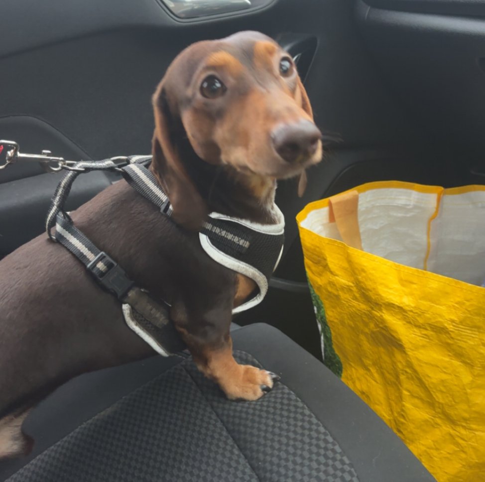 millypod1's tweet photo. OTIS HOME SAFE. THANKS FOR RT's πππΎ
π13 NOV 2025 #Lost OTIS STILL MISSING #ScanMe
YOUNG MIN Dachshund Male #PUPPY
LOCAL HELP NEEDED
#Skelmersdale #Lancashire #WN8
#Beacon #Dalton #RobyMill #AppleyBridge areas
If FOUND take to any vet to be SCANNED
https://t.co/MqbvMfNU8d https://t.co/OfcuXaqfzc