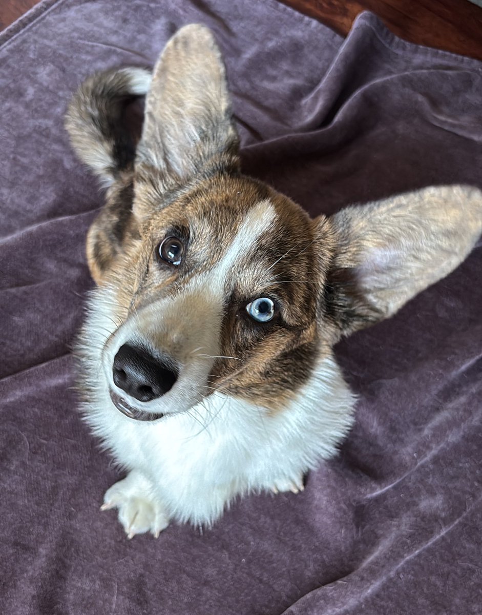 SallyTallywagg's tweet image. @kevincorke looking sharp big guy, ☺️ Spud 🥔 says hey 👋🏻 he’s getting big (long) and heavy.