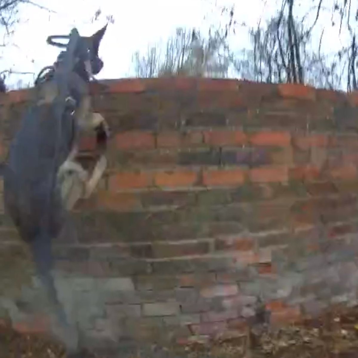 WMP Dog Unit tweet media