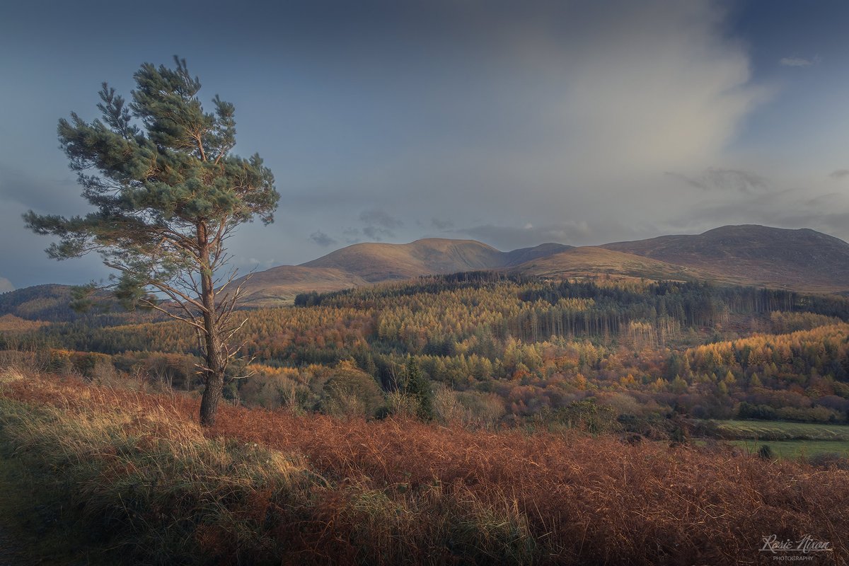 Just days before our epic autumn trip to Glencoe, Skye &amp; Wester Ross in Scotland, we squeezed in one final trek around the Mourne Mountains. The wind was howling like a beast, but oh, those forest colours were really starting to become much more vibrant! #photography #Scotland