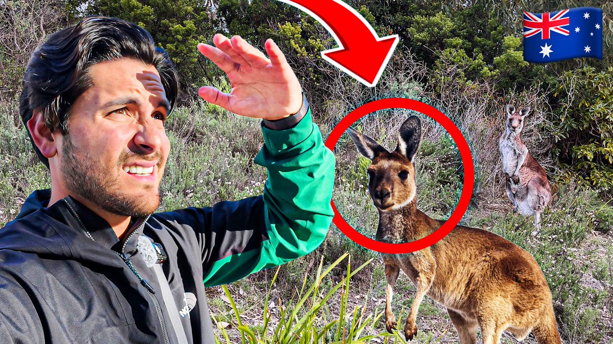 Así es la VIDA en Australia entre CANGUROS Y KOALAS 🇦🇺 ¡TODO ES VERDAD! 😨⚠️
youtu.be/guB99J5um08