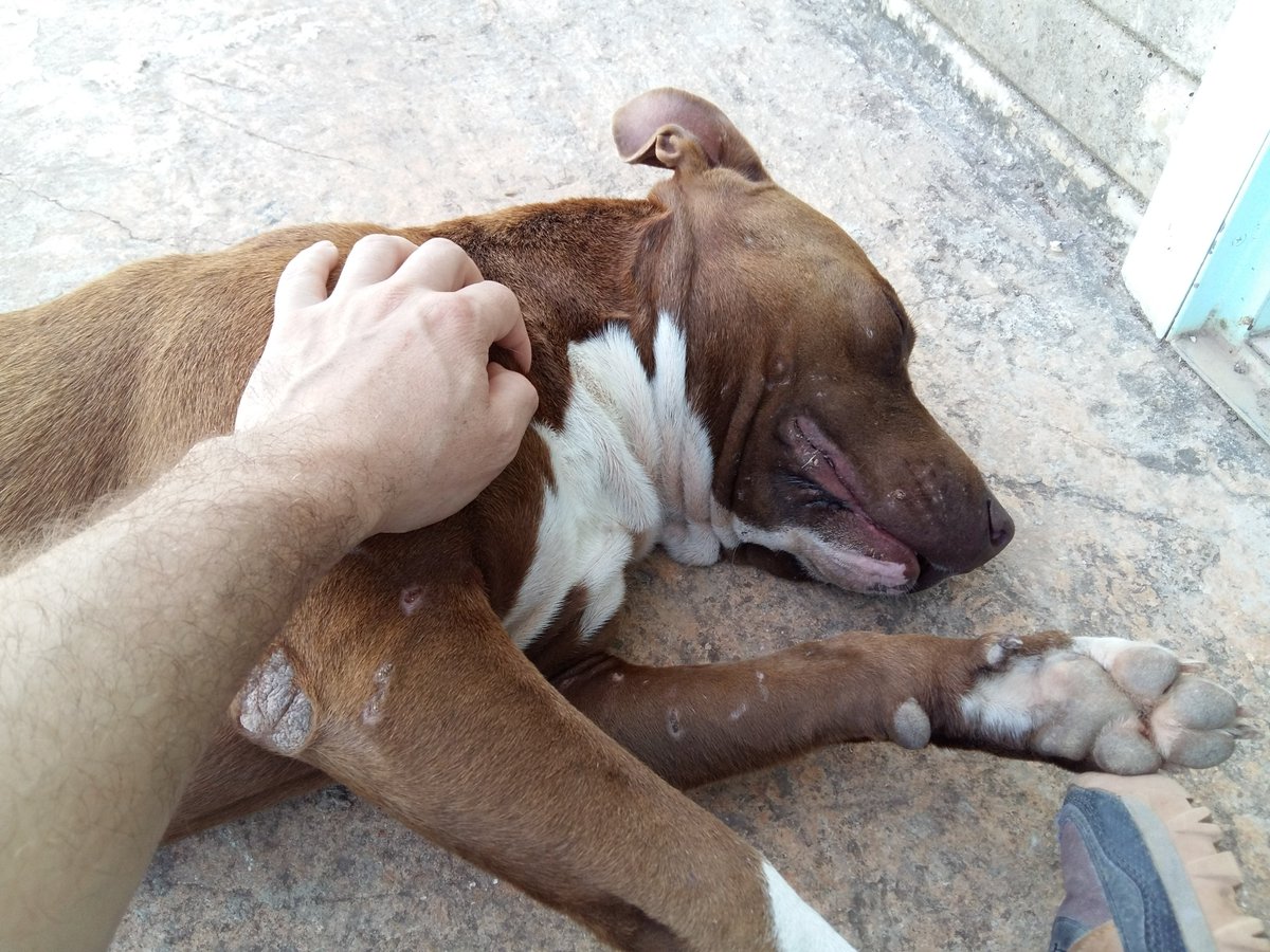 Cuando los antropólogos estamos realizando trabajo de campo, nos sentimos vulnerables y solos, pero Max (de raza pit bull)  fue una gran compañía durante varias semanas de día y de noche. Al final nos hicimos muy buenos amigos y aprendimos uno del otro 💕🐶